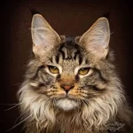 طرح گربه - تصویر 7